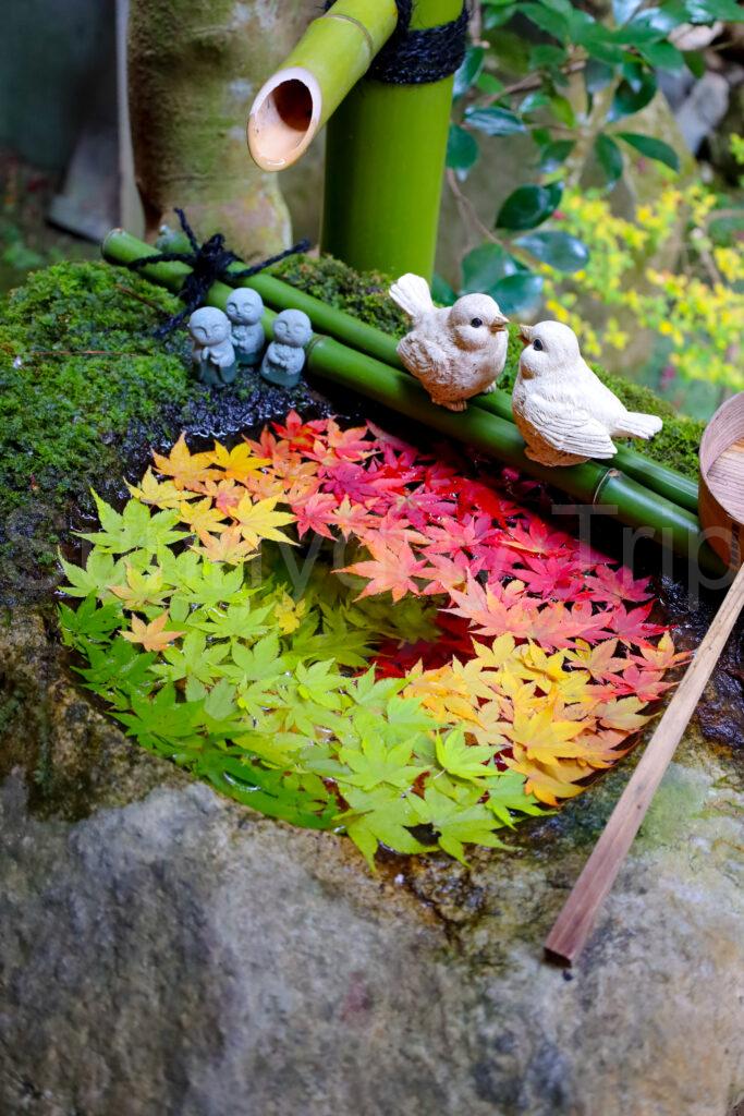 楊谷寺の花手水