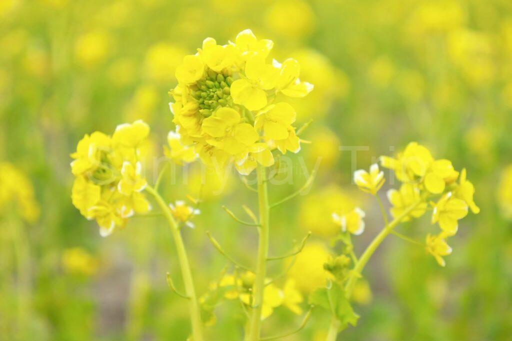 和泉リサイクル環境公園の菜の花