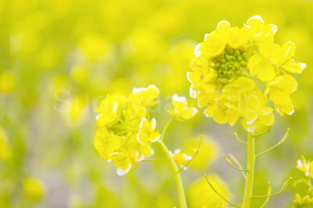 和泉リサイクル環境公園の菜の花