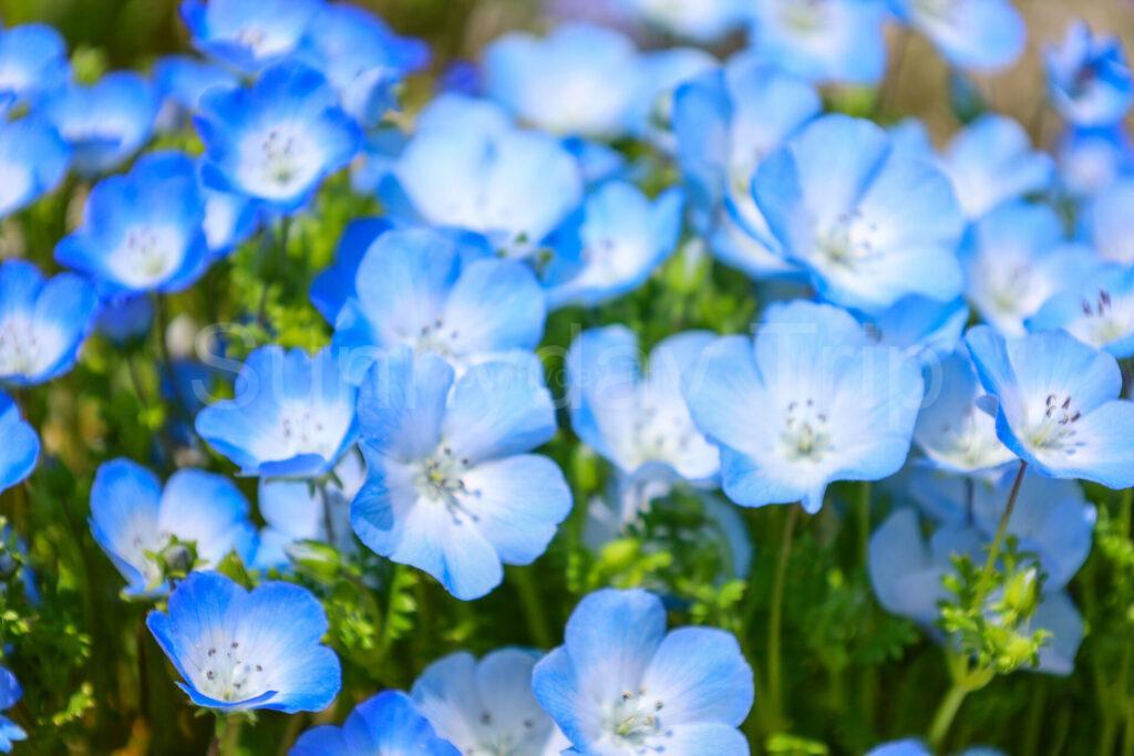 和泉リサイクル環境公園の花