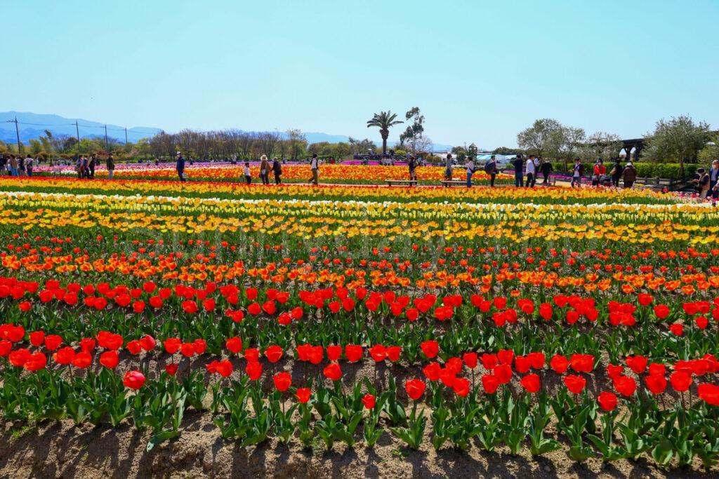 和泉リサイクル環境公園の花