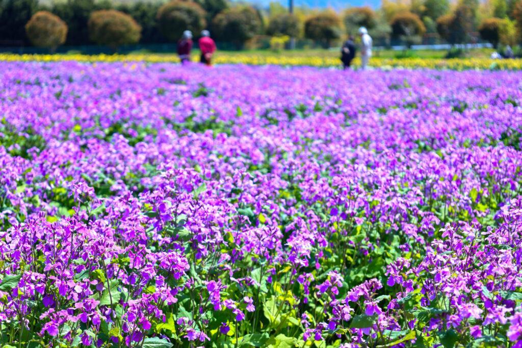 和泉リサイクル環境公園の花