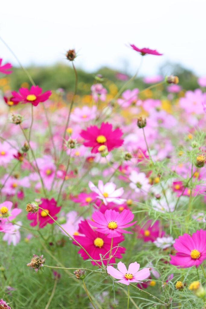 和泉リサイクル環境公園の花