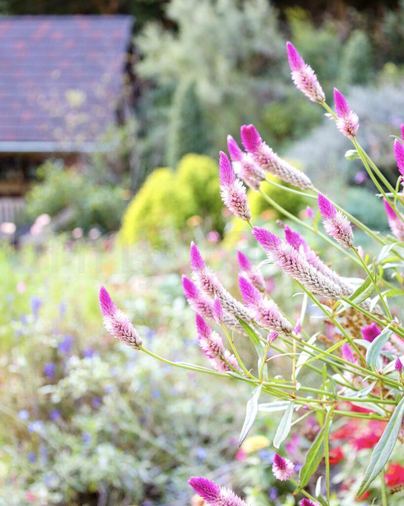 神戸布引ハーブ園