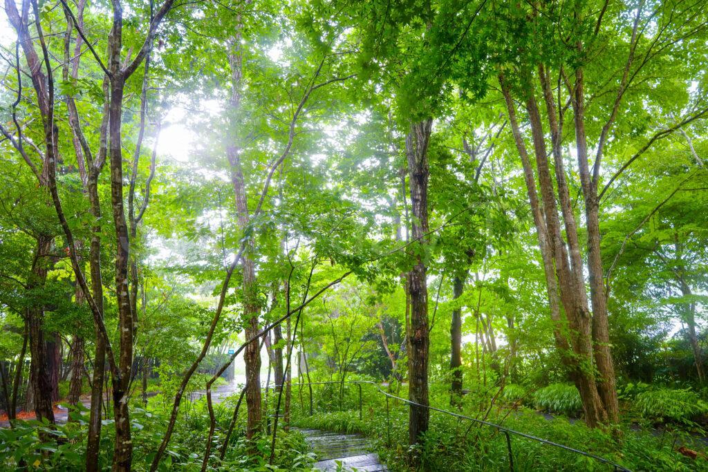 野間の森 MIGIWA