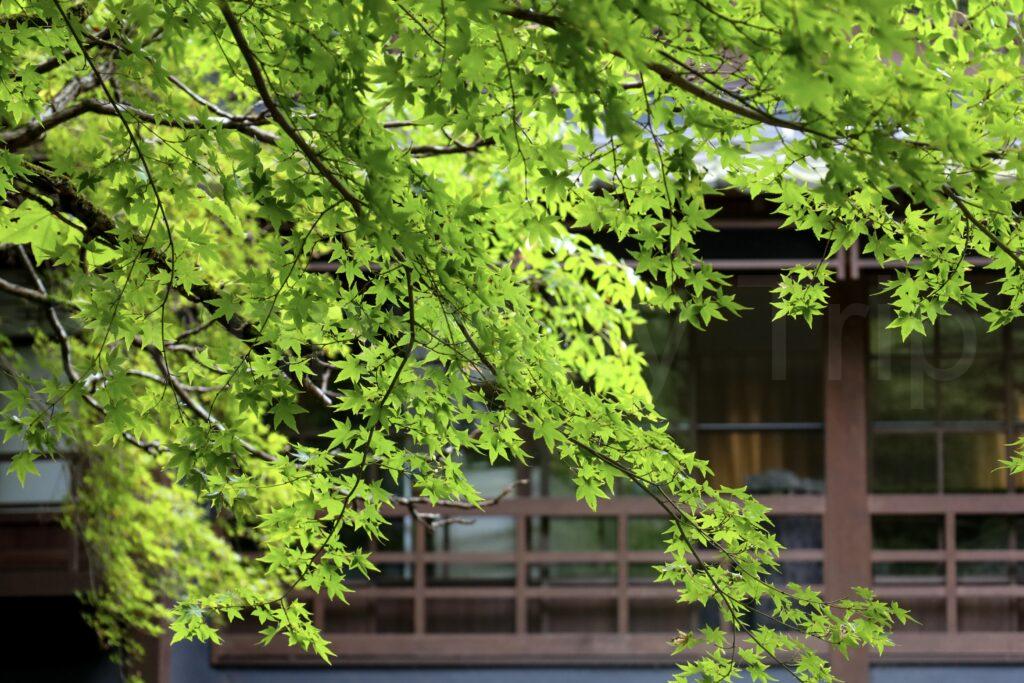 YUZUYA橋本亭