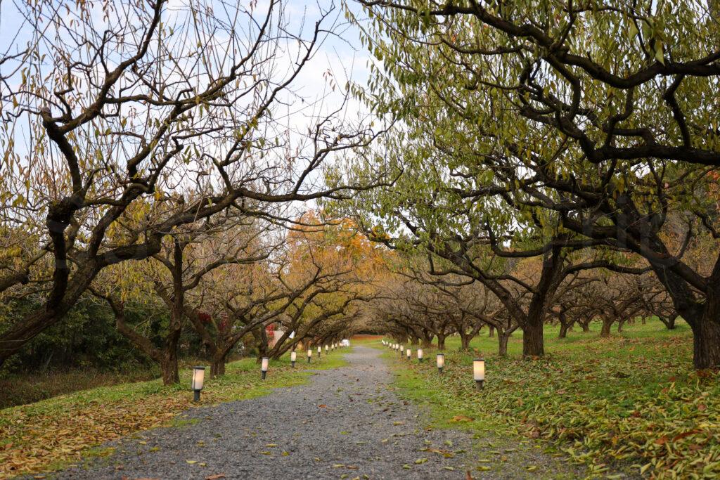 叶匠壽庵 寿長生の郷(すないのさと)